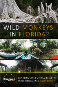 We found the silver springs monkeys